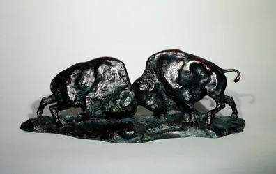 Due bufali che combattono, 1900